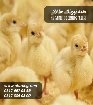 جوجه بوقلمون هیبرید یک روزه